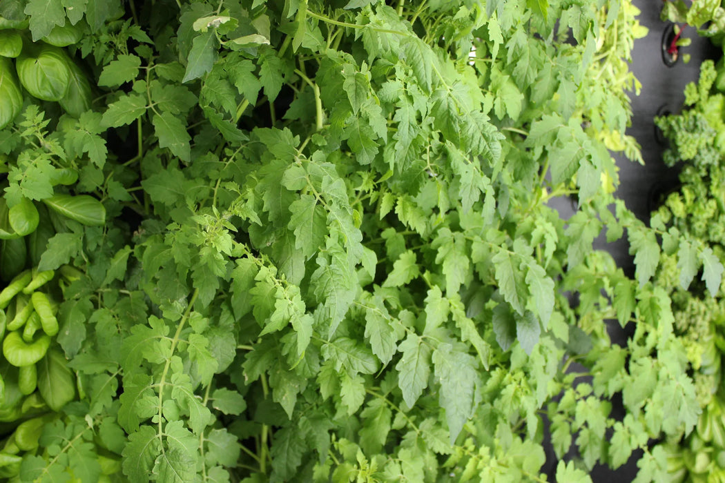 Just Vertical Indoor Grow Wall System